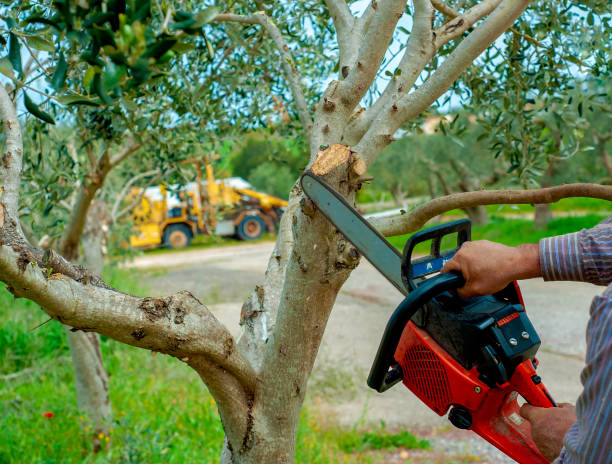 Best Best Tree Removal Services  in Patterson, CA